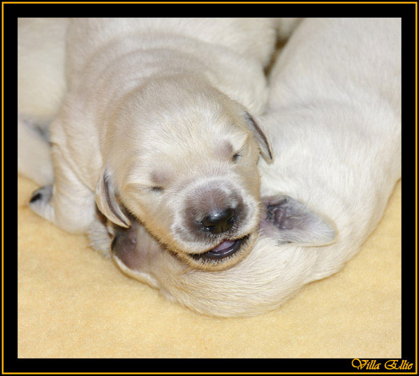 comprar golden retriever villa ellie